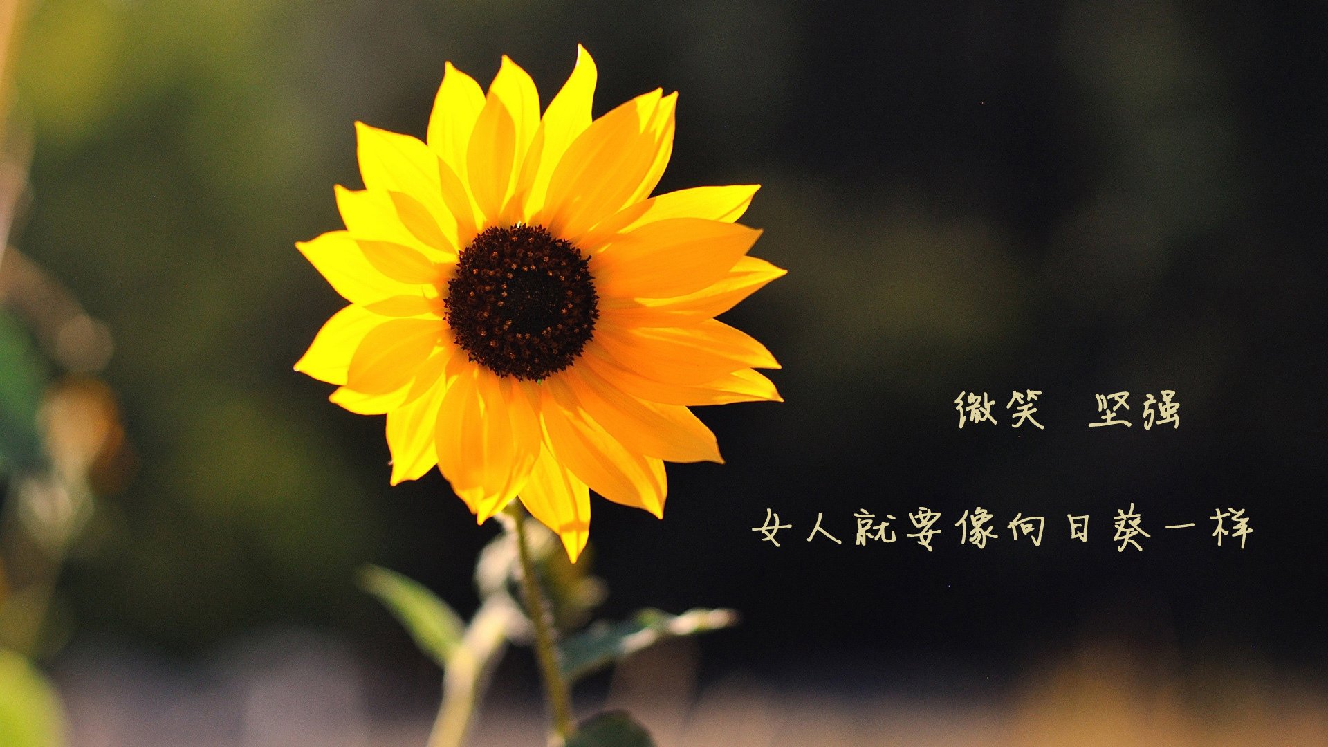 从厄瓜多尔对阵日本，看福登如何在压力下完成爆发，足球世界的唯一性启示