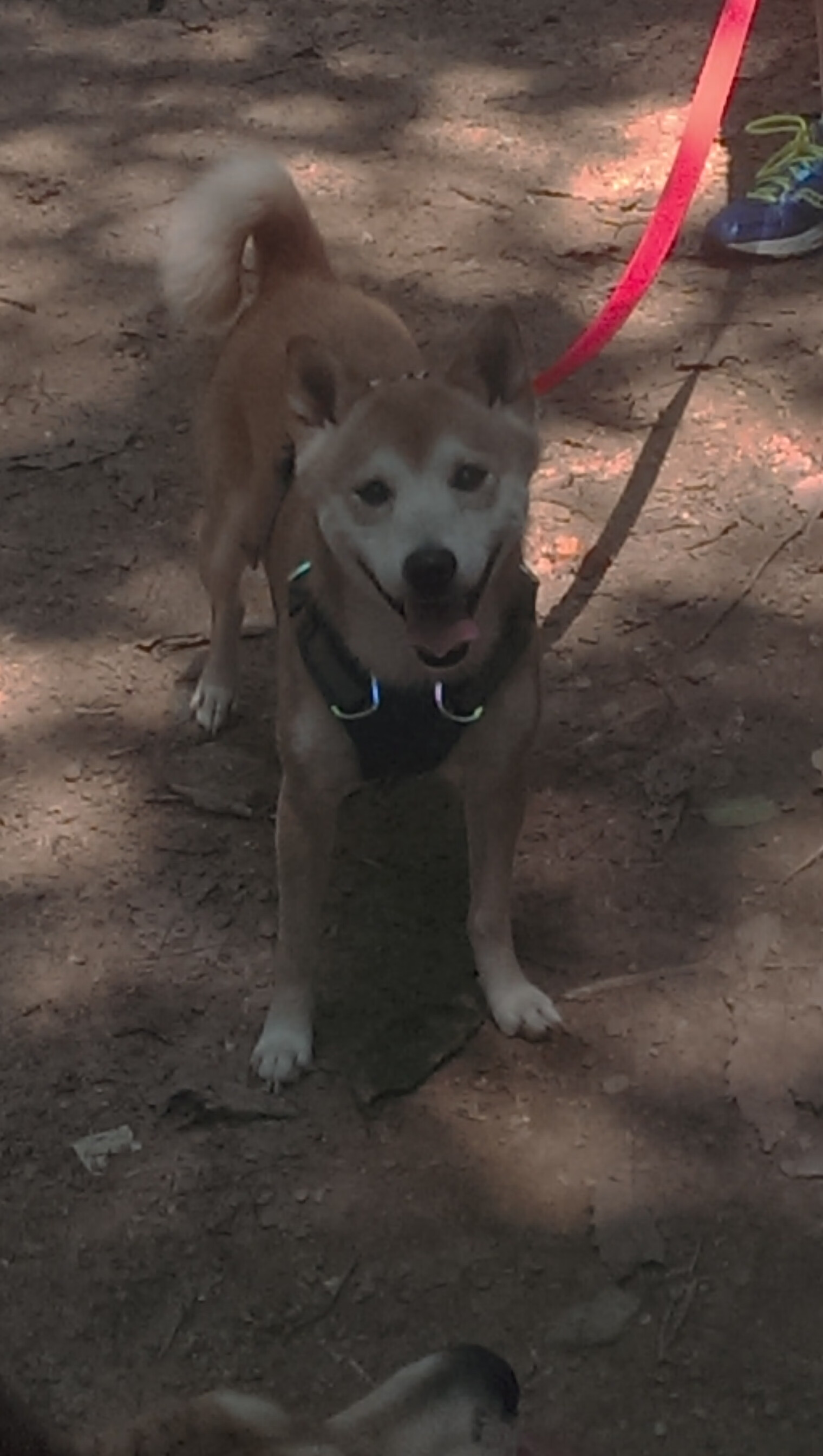 范戴克一夫当关，尼斯防线冲垮佛罗伦萨攻势